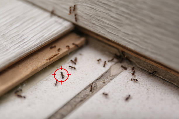Best Pest Control Near Me  in Lesslie, SC