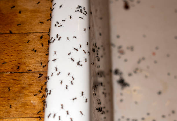 Best Residential Pest Control  in Lesslie, SC