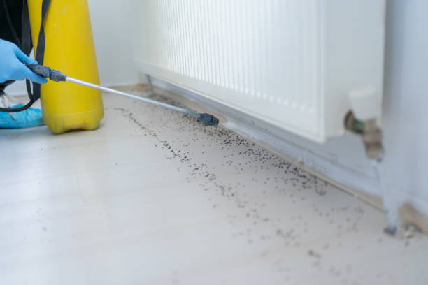 Best Local Pest Control Services  in Lesslie, SC