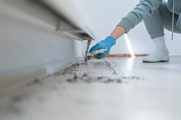 Reliable Lesslie, SC Pest Control Solutions